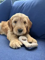 Zach, a male Golden Mountain Doodle for sale in La Crosse, WI – 6 of 10