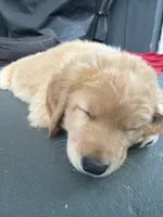 Cody, a male Golden Mountain Doodle for sale in La Crosse, WI – 10 of 10
