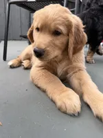 Steve, a male Golden Mountain Doodle for sale in La Crosse, WI – 9 of 9