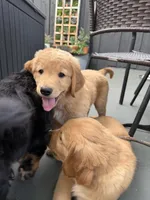 Cody, a male Golden Mountain Doodle for sale in La Crosse, WI – 6 of 10