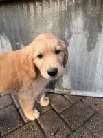 Steve, a male Golden Mountain Doodle for sale in La Crosse, WI – 8 of 9