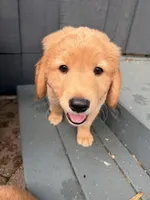 Cody, a male Golden Mountain Doodle for sale in La Crosse, WI – 7 of 10