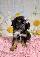 Dolly, a female Aussiedoodle for sale in Ripley, MS – 2 of 10