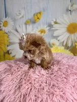 Hattie, a female Poochon for sale in Ripley, MS – 4 of 8