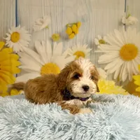 Otis, a male Miniature Goldendoodle for sale in Ripley, MS – 4 of 10