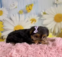 Josie, a female Yorkshire Terrier for sale in Ripley, MS – 6 of 10