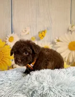 Winston, a male Poodle - Toy  and Poodle - Miniature  for sale in Ripley, MS – 6 of 8
