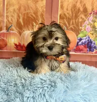 Tito, a male Morkie for sale in Ripley, MS – 2 of 8