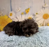 Clark, a male Miniature Schnauzer for sale in Ripley, MS – 2 of 10