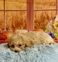 Toby, a male Cavapoo for sale in Ripley, MS – 2 of 7