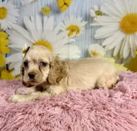 Harper, a female Cocker Spaniel for sale in Ripley, MS – 6 of 9