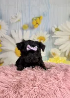 Lulu, a female Morkie for sale in Ripley, MS – 5 of 10