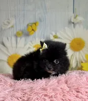 Ember, a female Pomeranian for sale in Ripley, MS – 7 of 7
