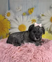 Tessie, a female Miniature Schnauzer for sale in Ripley, MS – 2 of 5