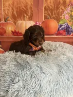 Bear, a male Miniature Dachshund for sale in Ripley, MS – 7 of 8