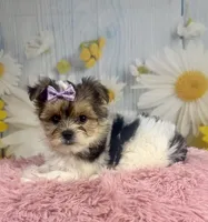 Jessie , a female Yorkshire Terrier for sale in Ripley, MS – 3 of 7