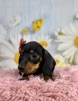Olive, a female Miniature Dachshund for sale in Ripley, MS – 6 of 8