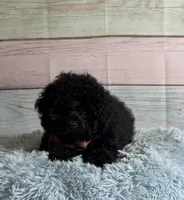 Nigel, a male Poodle - Toy  for sale in Ripley, MS – 2 of 5
