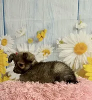     Juniper, a female Chihuahua for sale in Ripley, MS – 2 of 10