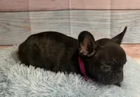 Gunner, a male French Bulldog for sale in Ripley, MS – 2 of 6
