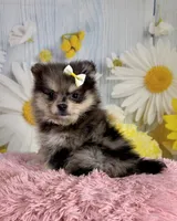 Millie, a female Pomeranian for sale in Ripley, MS – 9 of 10