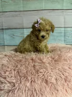 Callie, a female Poodle - Toy  for sale in Ripley, MS – 4 of 7