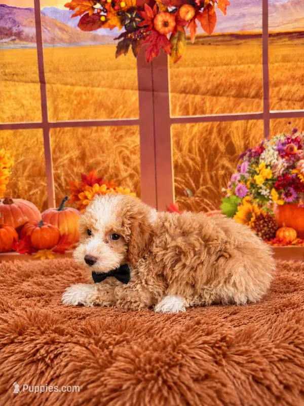 Titan – Poodle - Toy  puppy for sale in Ripley, MS