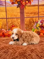 Titan, a male Poodle - Toy  for sale in Ripley, MS – 1 of 3
