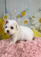 Pearl, a female Poodle - Toy  and Poodle - Miniature  for sale in Ripley, MS – 9 of 9