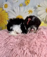 Ellie, a female Poodle - Toy  for sale in Ripley, MS – 5 of 10