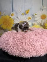     Violet, a female Poodle - Toy  for sale in Ripley, MS – 6 of 10