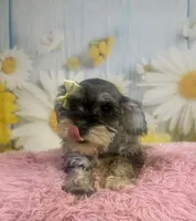 Bonnie, a female Miniature Schnauzer for sale in Ripley, MS – 5 of 10