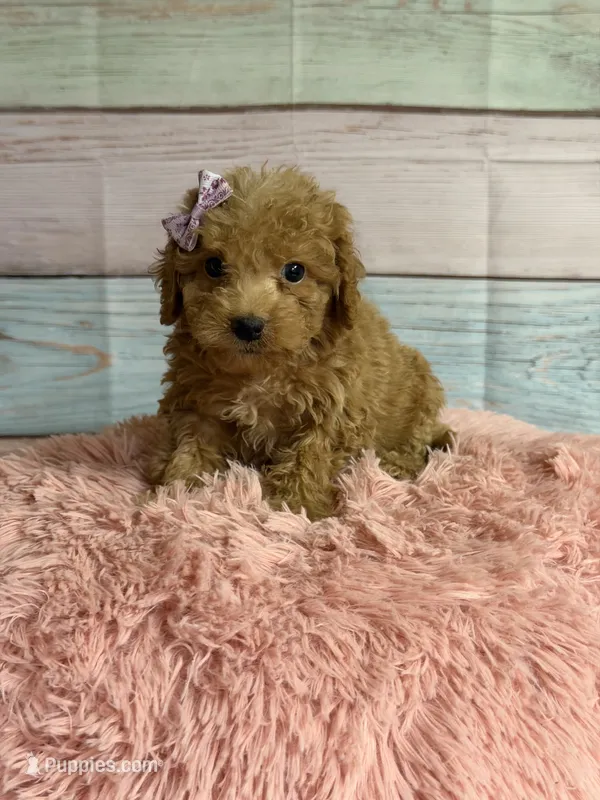 Lulu – Miniature Goldendoodle puppy for sale in Ripley, MS