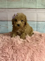 Lulu, a female Miniature Goldendoodle for sale in Ripley, MS – 1 of 3