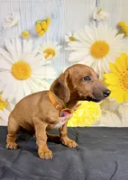 Rolo, a male Chihuahua and Miniature Dachshund for sale in Ripley, MS – 3 of 7