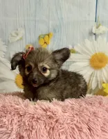     Juniper, a female Chihuahua for sale in Ripley, MS – 8 of 10