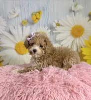 Peaches, a female Poodle - Toy  for sale in Ripley, MS – 5 of 10