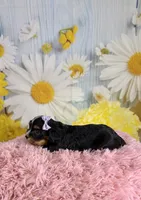 Ivy, a female Schnoodle and Yorkshire Terrier for sale in Ripley, MS – 7 of 10