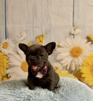 Pedro , a male French Bulldog for sale in Ripley, MS – 3 of 10