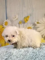 Archie , a male Poodle - Toy  and Poodle - Miniature  for sale in Ripley, MS – 5 of 10