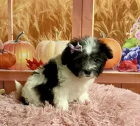 Lulu, a female Maltipoo for sale in Ripley, MS – 4 of 10
