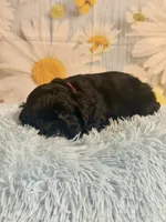 Coal, a male Cocker Spaniel for sale in Ripley, MS – 3 of 8