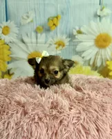     Fern, a female Chihuahua for sale in Ripley, MS – 4 of 9