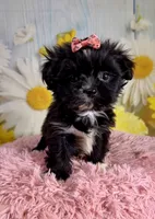 Roxie, a female Pekingese and Shih Tzu for sale in Ripley, MS – 4 of 7
