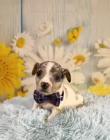 Skylar , a male Teddy Roosevelt Terrier for sale in Ripley, MS – 1 of 10