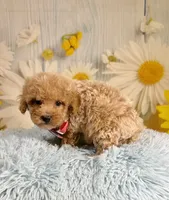 Groot, a male Poochon for sale in Ripley, MS – 5 of 8