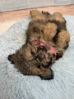 Gizmo, a male Shih Tzu for sale in Ripley, MS – 5 of 9