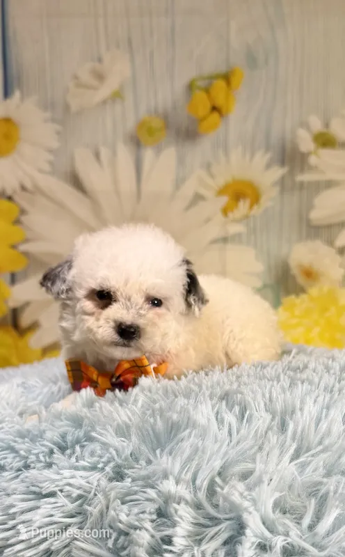 Theo – Poodle - Toy , Poodle - Miniature  puppy for sale in Ripley, MS