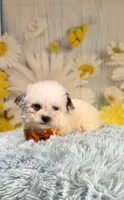 Theo, a male Poodle - Toy  and Poodle - Miniature  for sale in Ripley, MS – 1 of 8