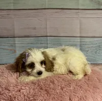 Amber, a female Cockapoo for sale in Ripley, MS – 2 of 5